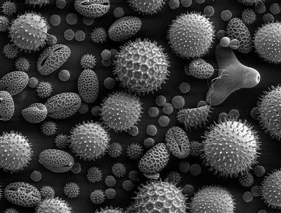 Beat Pollen This Spring